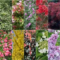 Kit Haie Fleurie Pour Terrains Calcaires éco