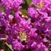 Lagerstroemia Indica Terre Chinoise - Lilas Des Indes 1 Lagerstroemia Indica Terre Chinoise - Lilas Des Indes -Promesse de fleurs Boutique lagers terre chinoise b90