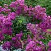 Lagerstroemia Indica Violet D'Eté Indyvio - Lilas Des Indes Violine -Promesse de fleurs Boutique lagerstroemia indica Violet d Ete indyvio 81391 1