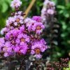 Lagerstroemia Indica Black Diamond Lavender Lace - Lilas Des Indes 1 Lagerstroemia Indica Black Diamond Lavender Lace - Lilas Des Indes -Promesse de fleurs Boutique lagerstroemia indica black diamond lavender lace copyright 1006861 1