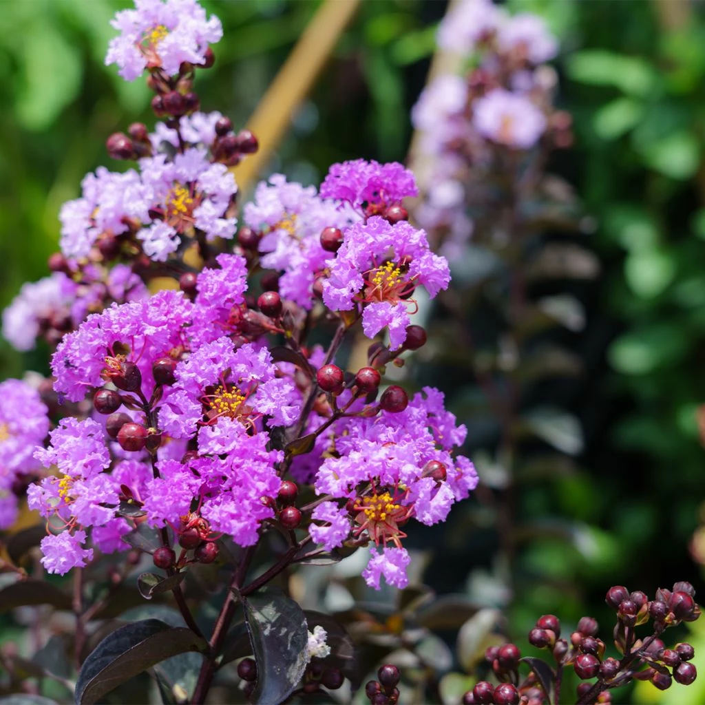 Lagerstroemia Indica Black Diamond Lavender Lace - Lilas Des Indes 3 Lagerstroemia Indica Black Diamond Lavender Lace - Lilas Des Indes