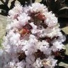 Lagerstroemia Indica Black Solitaire® (Black Diamond) Blush - Lilas Des Indes 1 Lagerstroemia Indica Black Solitaire® (Black Diamond) Blush - Lilas Des Indes -Promesse de fleurs Boutique lagerstroemia indica black solitaire blush 86041 1 1
