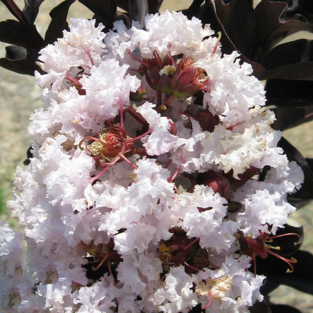 Lagerstroemia Indica Black Solitaire® (Black Diamond) Blush - Lilas Des Indes 3 Lagerstroemia Indica Black Solitaire® (Black Diamond) Blush - Lilas Des Indes
