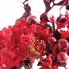 Lagerstroemia Indica Black Solitaire (Black Diamond) Crimson Red - Lilas Des Indes -Promesse de fleurs Boutique lagerstroemia indica black solitaire crimson red 86042 1