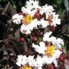 Lagerstroemia Indica Black Solitaire (Black Diamond) Pure White - Lilas Des Indes -Promesse de fleurs Boutique lagerstroemia indica black solitaire pure white 86043 1 1
