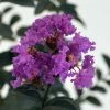 Lagerstroemia Indica Black Solitaire (Black Diamond) Purely Purple - Lilas Des Indes 2 Lagerstroemia Indica Black Solitaire (Black Diamond) Purely Purple - Lilas Des Indes -Promesse de fleurs Boutique lagerstroemia indica black solitaire purely purple 86044 1 1