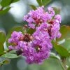 Lagerstroemia Indica Petite Canaille Mauve - Lilas Des Indes Mauve -Promesse de fleurs Boutique lagerstroemia indica mauve 781975 1