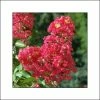 Lagerstroemia Indica Rubra - Lilas Des Indes 1 Lagerstroemia Indica Rubra - Lilas Des Indes -Promesse de fleurs Boutique lagerstroemia indica rubra 85978 1