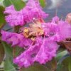 Lagerstroemia Indica Summer Beauty Centennial - Lilas Des Indes -Promesse de fleurs Boutique lagerstroemia indica summer beauty centennial 85956 1