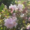 Lagerstroemia Indica Summer Beauty Hope - Lilas Des Indes -Promesse de fleurs Boutique lagerstroemia indica summer beauty hope 85957 1