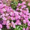 Lagerstroemia Indica Summer Beauty Ozark Spring - Lilas Des Indes 1 Lagerstroemia Indica Summer Beauty Ozark Spring - Lilas Des Indes -Promesse de fleurs Boutique lagerstroemia indica summer beauty ozark spring 85958 1