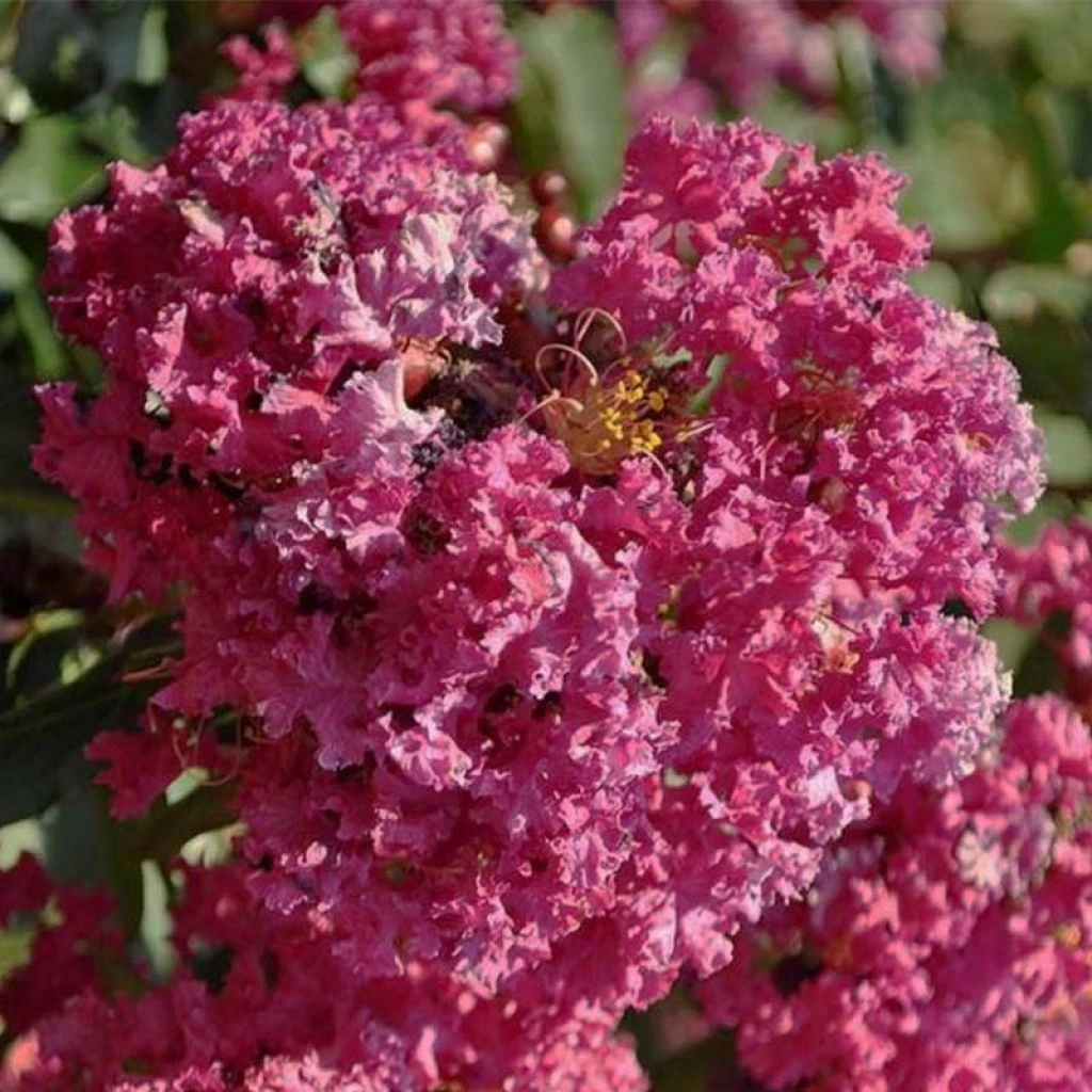 Lagerstroemia Indica Summer Beauty Velma's Royal Delight - Lilas Des Indes 3 Lagerstroemia Indica Summer Beauty Velma's Royal Delight - Lilas Des Indes