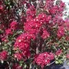 Lagerstroemia Indica Summer Charm Arapaho - Lilas Des Indes -Promesse de fleurs Boutique lagerstroemia indica summer charm arapaho 85953 1