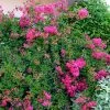 Lagerstroemia Mimie Fuchsia - Lilas De Indes Couvre-sol 2 Lagerstroemia Mimie Fuchsia - Lilas De Indes Couvre-sol -Promesse de fleurs Boutique lagerstroemia mimie fuchsia 85803 1