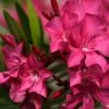 Laurier Rose Italia - Nerium Oleander 2 Laurier Rose Italia - Nerium Oleander -Promesse de fleurs Boutique laurier rose italia nerium oleander copyright 870492 1
