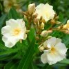 Laurier Rose Luteum Plenum - Nerium Oleander -Promesse de fleurs Boutique laurier rose luteum plenum nerium oleander copyright 870561 1