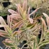 Leucadendron Jester -Promesse de fleurs Boutique leucadendron Jester IF 16677 1