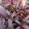 Leucothoe Walteri Royal Ruby 1 Leucothoe Walteri Royal Ruby -Promesse de fleurs Boutique leucothoe walteri royal ruby 1002651 1