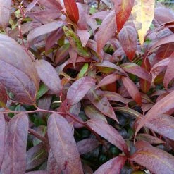 Leucothoe Walteri Royal Ruby