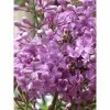 Lilas - Syringa Chinensis Saugeana -Promesse de fleurs Boutique lilas saugeana 3922