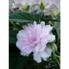 Liseron Du Japon Grimpant Flore Pleno - Calystegia Hederacea 2 Liseron Du Japon Grimpant Flore Pleno - Calystegia Hederacea -Promesse de fleurs Boutique liseron du japon grimpant flore pleno 87689 1