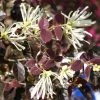 Loropetalum Chinense Ruby Snow -Promesse de fleurs Boutique loropetalum chinense ruby snow 86120 1