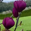 Magnolia Black Tulip -Promesse de fleurs Boutique magnolia black tulip 781690 1
