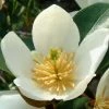 Magnolia Dianica Summer Snowflake - Michelia -Promesse de fleurs Boutique magnolia dianica summer sunflake 84158 3