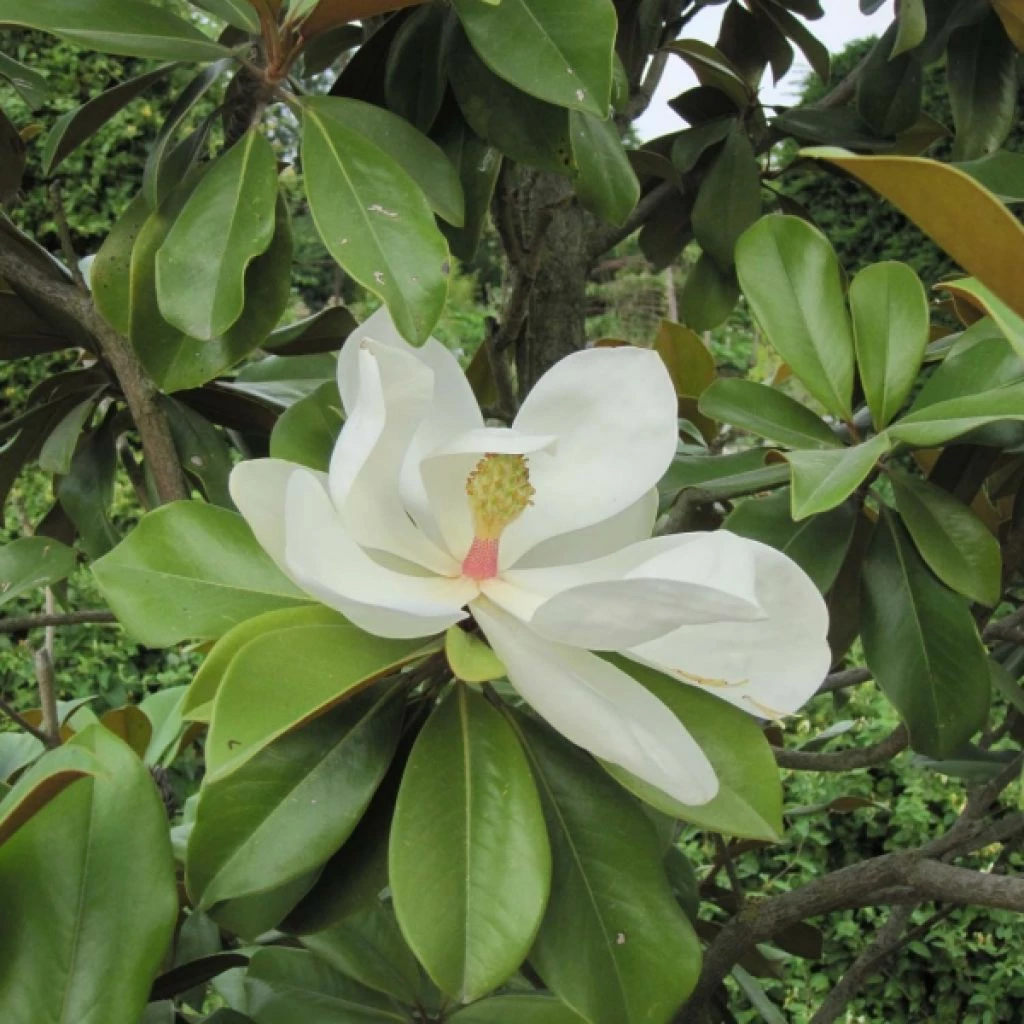 Magnolia Grandiflora Galissonière 3 Magnolia Grandiflora Galissonière