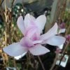 Magnolia Loebneri Leonard Messel 1 Magnolia Loebneri Leonard Messel -Promesse de fleurs Boutique magnolia messel 7903 1