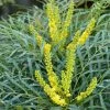 Mahonia Soft Caress - Mahonia Hybride -Promesse de fleurs Boutique mahonia soft caress 0525 1