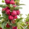 Malus Appletini (Gulliver) - Pommier D'ornement -Promesse de fleurs Boutique malus appletini gulliver 15594 1