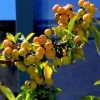 Pommier D'ornement - Malus Golden Hornet 1 Pommier D'ornement - Malus Golden Hornet -Promesse de fleurs Boutique malus golden hornet 80068 3