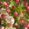 Pommier D'ornement - Malus Perpetu Evereste -Promesse de fleurs Boutique malus perpetu evereste 7873 1