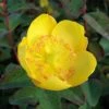 Hypericum Dummeri Peter Dummer - Millepertuis -Promesse de fleurs Boutique millepertuis hypericum dummeri peter dummer 7540 1