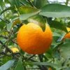 Oranger - Citrus Sinensis - Agrumes 2 Oranger - Citrus Sinensis - Agrumes -Promesse de fleurs Boutique oranger
