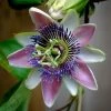 Passiflora Allardii - Fleur De La Passion 2 Passiflora Allardii - Fleur De La Passion -Promesse de fleurs Boutique passiflora allardii 87026 1
