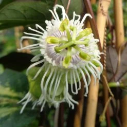 Fruit De La Passion (Grenadille) - Passiflora Edulis