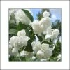 Seringat Blanc - Philadelphus Albâtre -Promesse de fleurs Boutique philadelphus albatre 84187 1