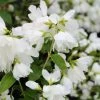 Philadelphus Little White Love - Seringat Nain.