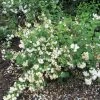 Seringat - Philadelphus Snowbelle -Promesse de fleurs Boutique philadelphus snowbelle 1001572 1