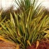Lin De Nouvelle-Zélande - Phormium Apricot Queen -Promesse de fleurs Boutique phormium apricot queen 100756 1