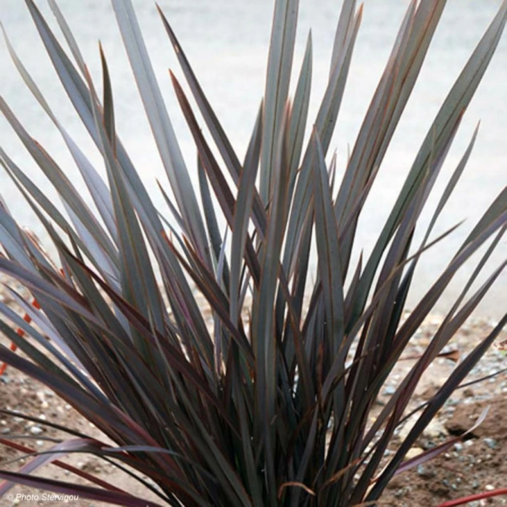 Phormium Dark Delight - Lin De Nouvelle-Zélande 3 Phormium Dark Delight - Lin De Nouvelle-Zélande