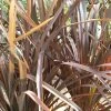 Phormium Tenax Purpureum - Lin De Nouvelle-Zélande -Promesse de fleurs Boutique phormium tenax purpureum pot de 3l 83517 1