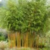 Bambou Jaune - Phyllostachys Aureosulcata Aureocaulis 2 Bambou Jaune - Phyllostachys Aureosulcata Aureocaulis -Promesse de fleurs Boutique phyllostachys aureosulcata aureocaulis 7816702 1