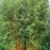 Phyllostachys Vivax Aureocaulis - Bambou Géant 2 Phyllostachys Vivax Aureocaulis - Bambou Géant -Promesse de fleurs Boutique phyllostachys vivax aureocaulis 84917 1