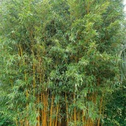 Phyllostachys Vivax Aureocaulis - Bambou Géant