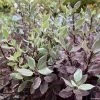 Pittosporum Tenuifolium Bannow Bay -Promesse de fleurs Boutique pittosporum bannow bay IF 15354 1