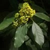 Pittosporum Daphniphylloides -Promesse de fleurs Boutique pittosporum daphniphylloides 86436 1
