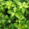 Pittosporum Tenuifolium Golden Ball -Promesse de fleurs Boutique pittosporum tenuifolium golden ball 85615 1 1